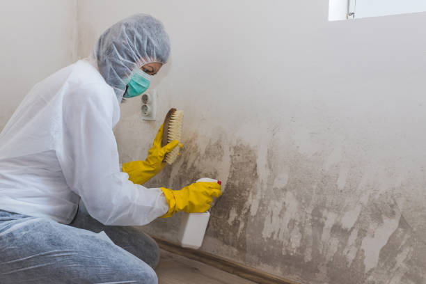 Best Mold Damage Repair  in Zapata, TX