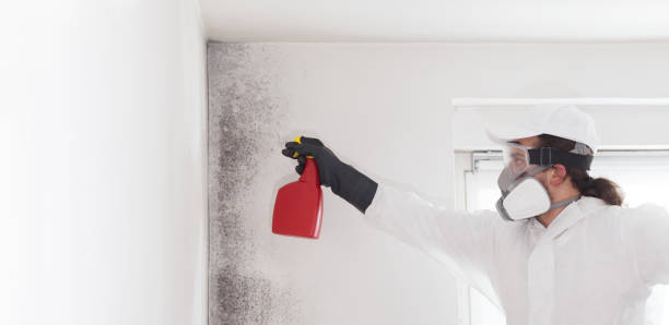 Best Black Mold Removal  in Zapata, TX