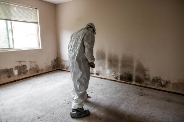 Best Mold Remediation Services  in Zapata, TX