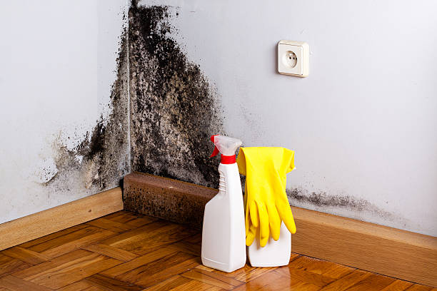 Best Residential Mold Removal  in Zapata, TX