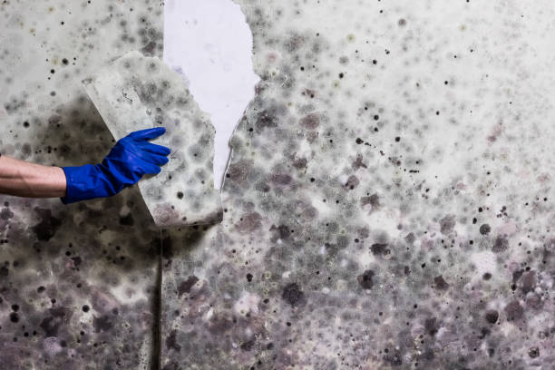 Best Attic Mold Removal  in Zapata, TX