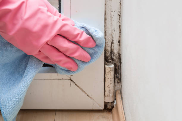 Best Mold Testing  in Zapata, TX